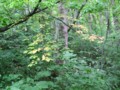 [小樽の風景]なえぼ公園にて2012年7月1日撮影