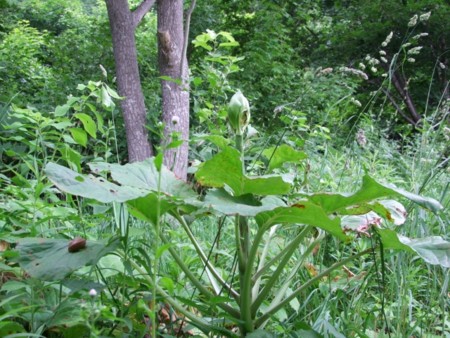 裏山にて2012年7月5日撮影
