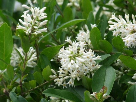 小樽手宮緑化植物園にて2012年7月6日撮影