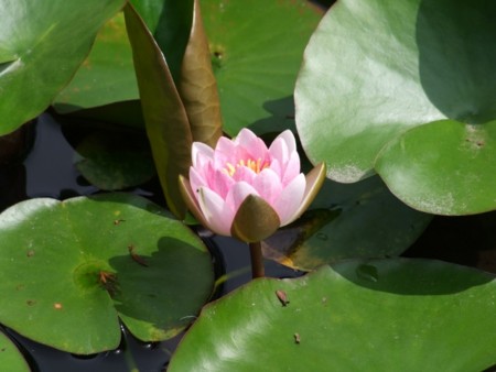 小樽手宮緑化植物園にて2012年7月6日撮影