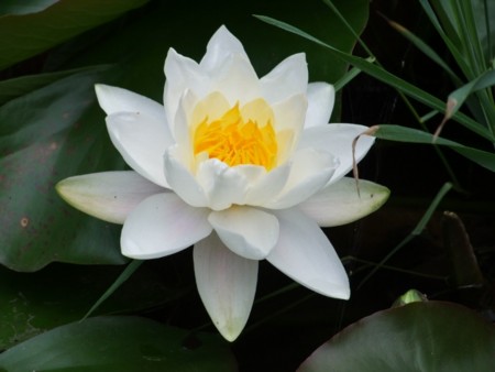小樽手宮緑化植物園にて2012年7月6日撮影