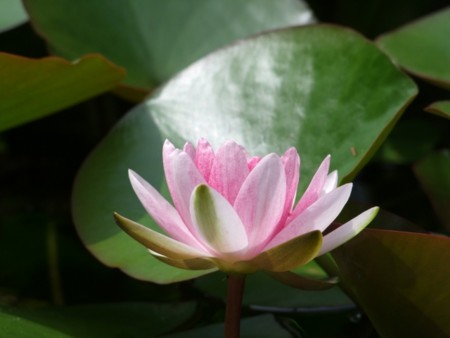 小樽手宮緑化植物園にて2012年7月6日撮影