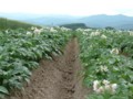 [富良野美瑛の花]2002年7月5日撮影
