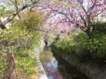 [京都・伊勢の旅の風景]哲学の道にて2013年4月16日撮影