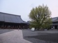 [京都・伊勢の旅の風景]西本願寺にて2013年4月17日撮影