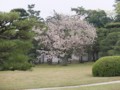 [京都・伊勢の旅の風景]二条城にて2013年4月17日撮影