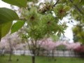 [京都・伊勢の旅の風景]二条城にて2013年4月17日撮影