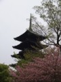 [京都・伊勢の旅の風景]東寺にて2013年4月17日撮影