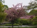 [京都・伊勢の旅の風景]東寺にて2013年4月17日撮影