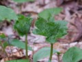 [小樽の花白根葵、]裏山にて2013年5月22日撮影