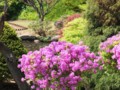 [小樽の花]手宮緑化植物園にて2013年6月1日撮影