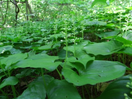 f:id:sikihuukei:20130603052154j:image