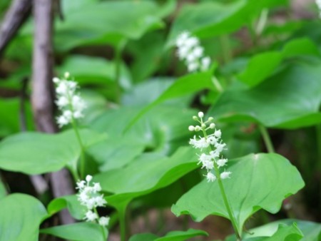 f:id:sikihuukei:20130603052635j:image