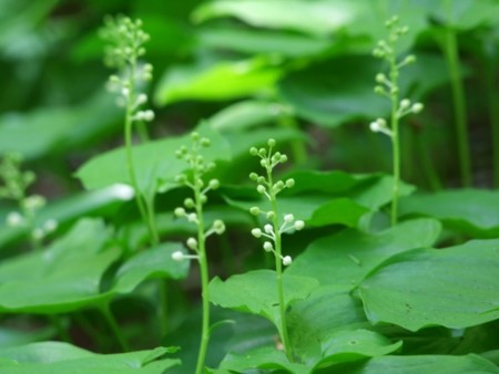 f:id:sikihuukei:20130603052637j:image
