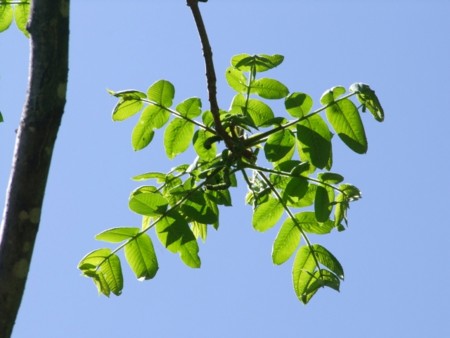 裏山にて2013年6月4日撮影