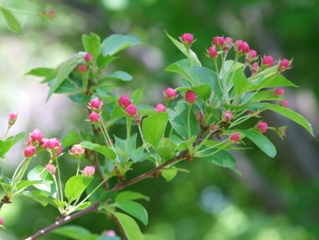 f:id:sikihuukei:20130605044759j:image