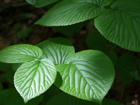 f:id:sikihuukei:20130605044800j:image