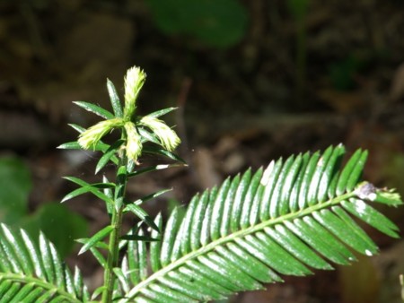 f:id:sikihuukei:20130605044801j:image