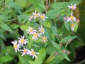 [小樽の花]裏山にて2013年9月9日撮影