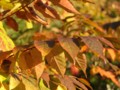 [小樽の風景]裏山にて2013年10月3日撮影