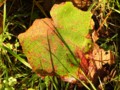 [小樽の風景]裏山にて2013年10月3日撮影