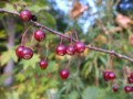 [小樽の風景]裏山にて2013年10月3日撮影