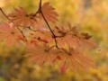 [小樽の風景]裏山にて2013年10月26日撮影