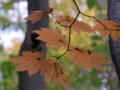 [小樽の風景]裏山にて2013年10月26日撮影