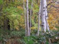 [小樽の風景]裏山にて2013年10月26日撮影