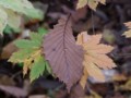 [小樽の風景]裏山にて2013年10月26日撮影