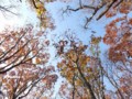 [小樽の風景]裏山にて2013年10月31日撮影