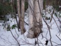 [小樽の風景]裏山にて2013年12月5日撮影