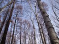 [小樽の風景]裏山にて2013年12月5日撮影