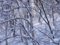 [小樽の風景]裏山にて2013年12月30日撮影