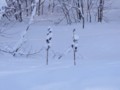 [小樽の風景]裏山にて2013年12月30日撮影