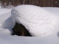 [小樽の風景]庭にて2014年2月26日撮影