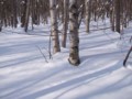 [小樽の風景]裏山にて2014年2月26日撮影