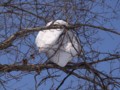 [小樽の風景]裏山にて2014年2月26日撮影