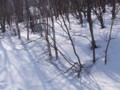 [小樽の風景]裏山にて2014年2月26日撮影