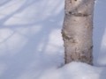 [小樽の風景]裏山にて2014年2月26日撮影