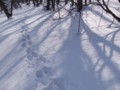 [小樽の風景]裏山にて2014年2月26日撮影