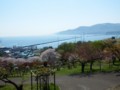 [小樽の風景]手宮緑化植物園にて2014年5月11日撮影