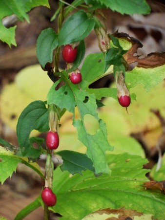 f:id:sikihuukei:20141009055308j:image
