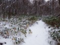 [小樽の風景]裏山で2014年11月14日撮影