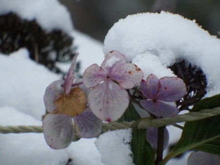 f:id:sikihuukei:20141114111800j:image