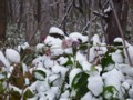 [小樽の風景]庭で2014年11月14日撮影