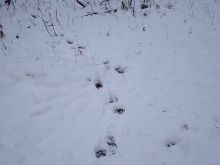 f:id:sikihuukei:20141114112331j:image
