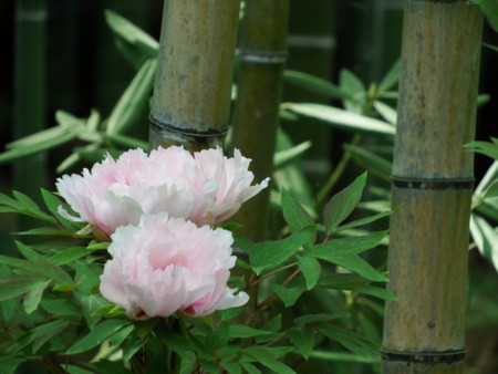 f:id:sikihuukei:20150505094155j:image
