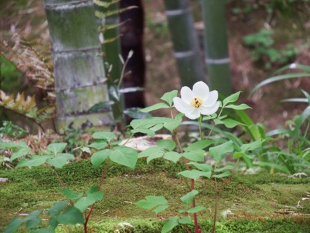 f:id:sikihuukei:20150505094447j:image