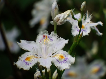 f:id:sikihuukei:20150505104726j:image
